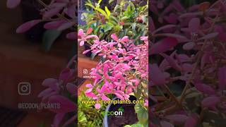 Petrea COMBO 3 Plant ₹260 [upl. by Photina]