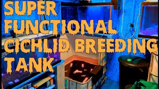 Super Functional 100Gallon Cichlid Breeding Tank [upl. by Neillij697]