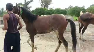 Horse First Time Meeting Successfully How To Horse Meeting Cross Video horse breeding [upl. by Llenor]