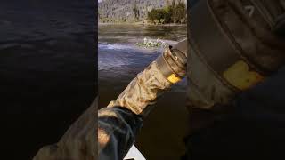 Sidewinder Live 31 Oct till 06 Nov 24 cotwtheangler fishing [upl. by Carlile398]