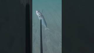 Spearfishing Bluefish In South Florida [upl. by Deron]