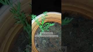 Growing chamomile plant from tea powder shorts [upl. by Aleuname]