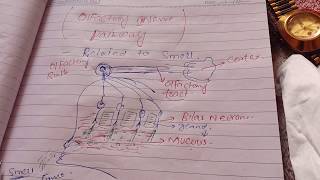 Olfactory Nerve pathway [upl. by Line298]