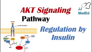 AKT Signaling Pathway Regulation by the Insulin Signaling Cascade [upl. by Ahsein]