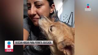 Sujeto abusa de una perrita en Juárez NL  Noticias MTY con Claudia Ovalle [upl. by Pinter]