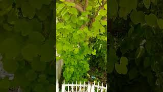 Bauhinia Variegata plant  Kachnar plantShortsyoutubeViral [upl. by Afas]