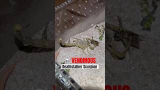 Deathstalker Scorpion with highly toxic venom stings a cricket wildlife scorpion shorts venomous [upl. by Lyn444]