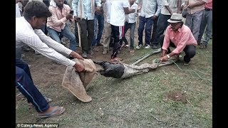 जिंदा बकरी निगल गया अजगर ऐसा निकाला गया बाहर wildlife experts pulling a goat out of a python [upl. by Alleunamme]