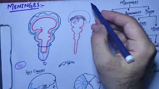 Neuronantomy chapter 15MeningesDura materDural extensionsneuroanatomyneurologymedicallectures [upl. by Holland292]