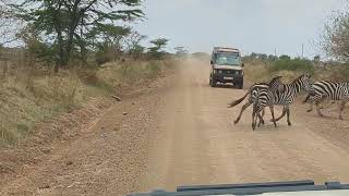 Tanzanian Traffic Jam Zebras in the Serengeti  What its like to go on a game drive in Tanzania [upl. by Ahsilrae53]