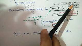 Regulation of respiration by Rhythm centre pneumotaxic centrechemosensitive area etc [upl. by Aicital]