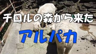 チロルの森から来たアルパカ 和歌山城公園動物園 [upl. by Lachus]