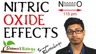 Biochemistry  Nitric Oxide Synthase  Physiology Biochemistry amp Mechanism [upl. by Crudden]