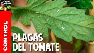 Plagas mas comunes del Cultivo de Tomate cosasdeljardin [upl. by Gnoh]