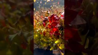 LUDWIGIA REPENS ABSOLUTELY STUNNING AQUARIUM PLANT For Sale [upl. by Yaned]