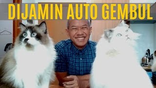 Cara Bikin Kucing Jadi Gembul [upl. by Atews]