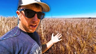 NO WAY GOOD WHEAT  Harvest Part 7 [upl. by Giorgia]