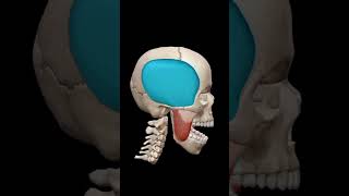 Mendible elevationMovement of lower jawanatomy viralvideo trending shortvideo sciepro [upl. by Ronile]