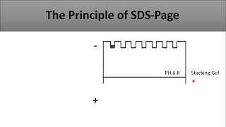 The principle of SDS PAGEa full and clear explanation of the technique and how does it work [upl. by Dduj]