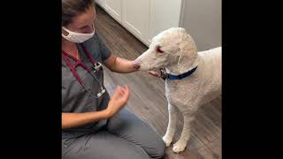 Masticatory myositis in a Standard Poodle Warning he is a wiggle worm [upl. by Kegan]