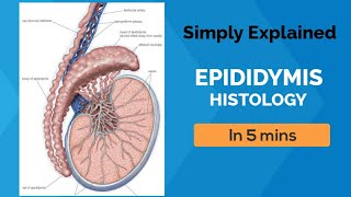 EPIDIDYMIS HISTOLOGY IN 5 MINS  LAIQ HUSSAIN  SIMPLY EXPLAINED [upl. by Rudiger446]