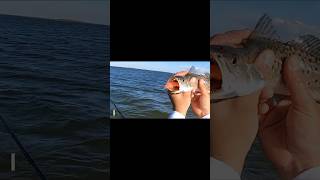 Wading with the boys in 📍Corpus Christi TX Fishing for TROUT fishing speckledtrout [upl. by Leandra]