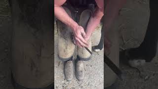 Horses Foot Cleaning horse farming animals hoof hoofcleaning [upl. by Esinert492]