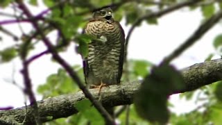 Sparrowhawk Call  What Sound Do Sparrowhawks Make   Birds of Prey [upl. by Riki]