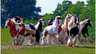 GYPSY VANNER HORSE COMPILATION  WORLDS MOST BEAUTIFUL HORSE IN THE WORLD  GYPSY VANNER HORSES [upl. by Podvin]