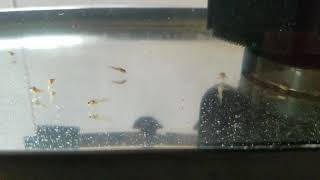 3 Week Old Corydoras Fry [upl. by Ahsiuq]