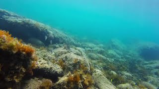 Snorkel en Javea en cala Sardinera GoPro [upl. by Mcginnis974]