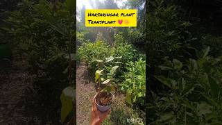 Harsingar plant transplant💗🌼 publicgardengardeninggarden gardengardeningideas terracegardning [upl. by Argyle]