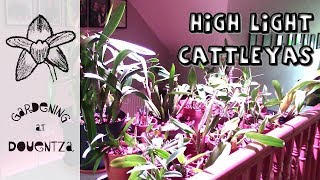 High Light Cattleyas Under my Growlight [upl. by Aronal]