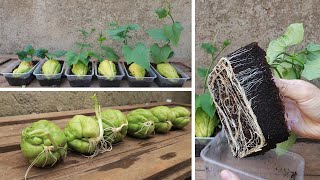 Tips for planting and propagating chayote early harvested from fruit bought at the supermarket [upl. by Bornie]