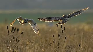 stunning short eared owl 🦉 at wallasea island RSPB essex [upl. by Htezzil]