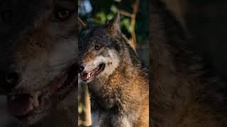 Wild and Wise Intriguing Facts About Wolves [upl. by Eelarol155]