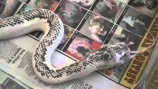 white sided rat snake [upl. by Cherilyn]