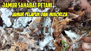 Agen Hayati Alam Jamur Pelapuk dan Mikoriza [upl. by Kristie]