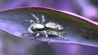 Menemerus bivittatus female ♀ Species Jumping Spider in plant  Tradescantia pallida purpurea [upl. by Enomaj]