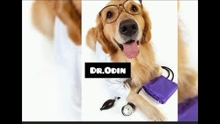 Odin is his sister s doctor amp medicine GoldenRetrieverOdin [upl. by Ellac]