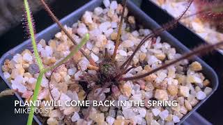 Drosera filiformis “Florida Red” forming hibernaculum  bonus clip [upl. by Yatnod]