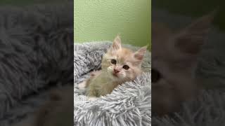 Maine Coon Kitten With a Sweet Name Cinnabon [upl. by Enyawal831]