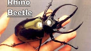 Handling a GIANT RHINO BEETLE  Chalcosoma caucasus [upl. by Rocca]