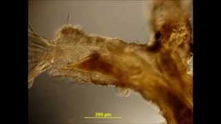 The Beautiful Bryozoan  Plumatella punctata 1 Feeding and Movements [upl. by Sivle]