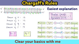 Chargaffs rule  Molecular Biology [upl. by Ymij744]