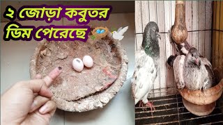 আলহামদুলিল্লাহ। আমার ২ জোড়া কবুতর ডিম পেরেছে।pigeons laying 2 egg 🔥 [upl. by Isidora]