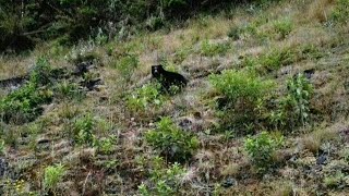 Vídeo de urso junto a terreno sem água dispara alerta de seca na Colômbia  AFP [upl. by Llessur]