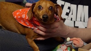 Wiener Dog vs Trachea  December 2014 BarkBox Unboxing [upl. by Dirtsa29]