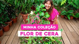 TOUR pela MINHA COLEÇÃO de FLOR DE CERA [upl. by Carrol]