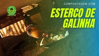 Esterco de galinha na compostagem [upl. by Sibley]